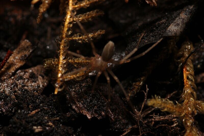 Loxosceles rufescens 1/4" Mediterranean recluse