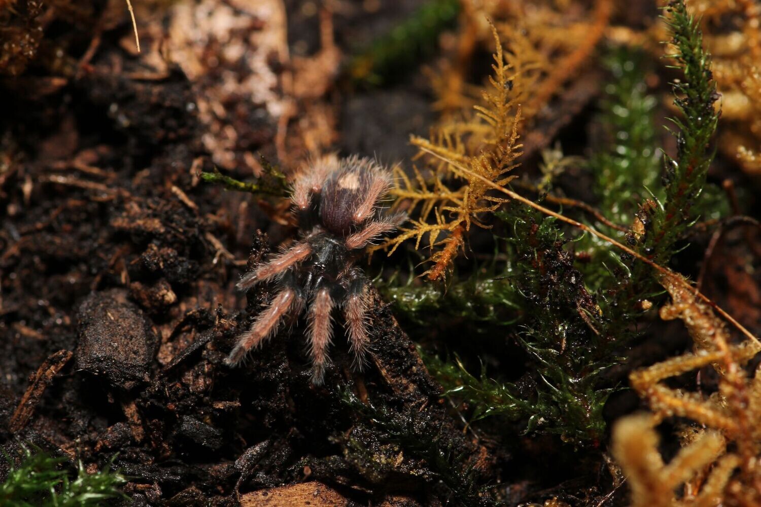 Bonnetina papalutlensis 1"+ Papalutla tarantula