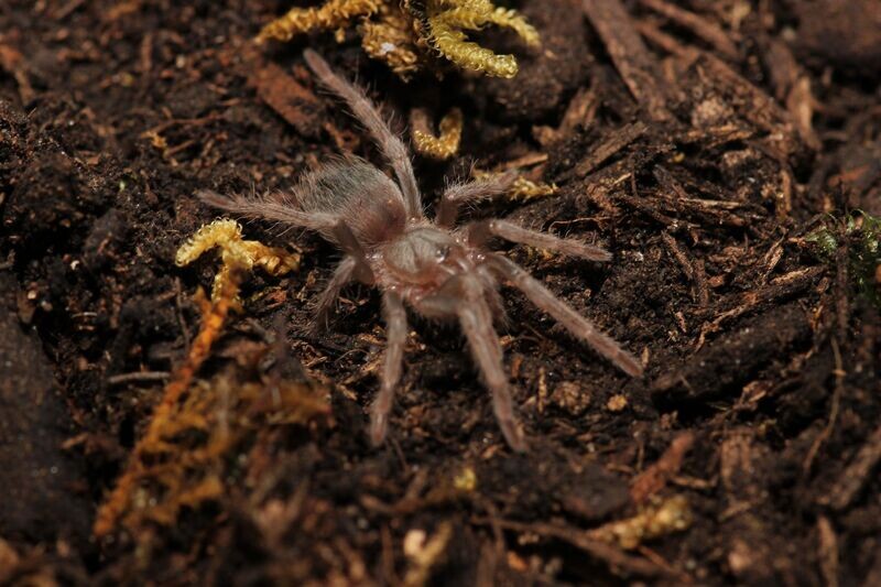 Nhandu carapoensis 2" Brazilian red