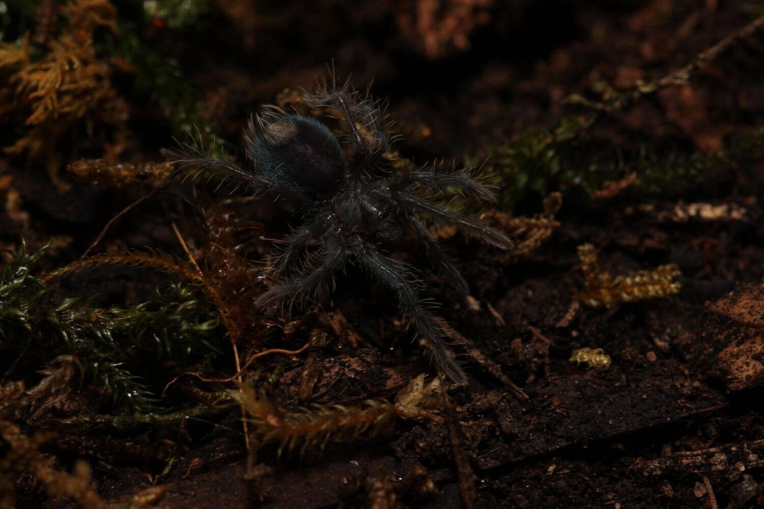 Phormictopus atrichomatus 3/4" Red island bird eater
