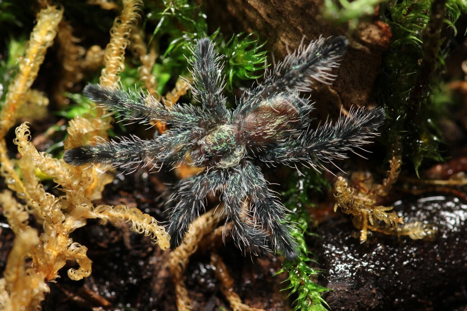 Ybyrapora diversipes 1/2" Amazon sapphire