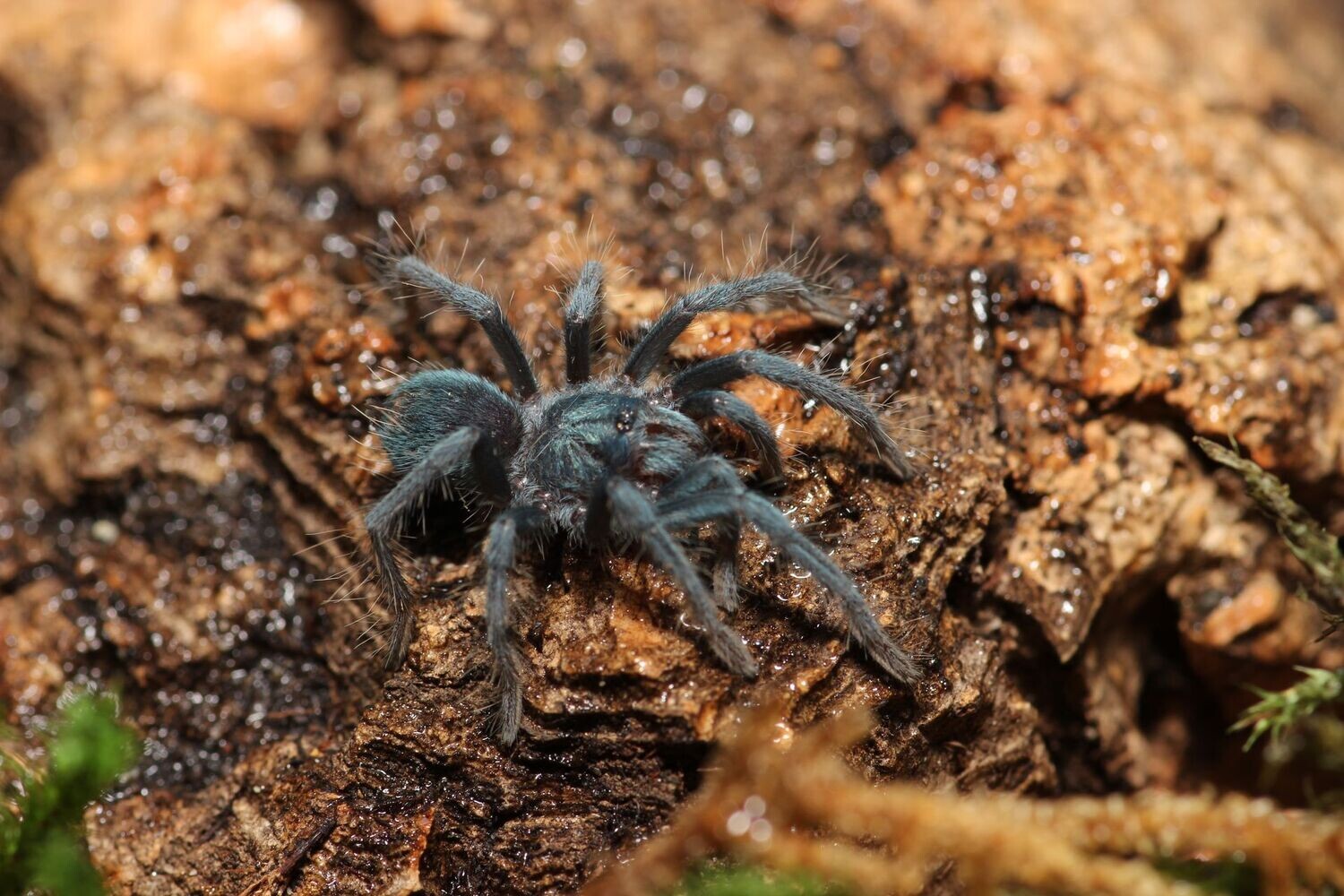 Phormictopus sp. Green 1.25"