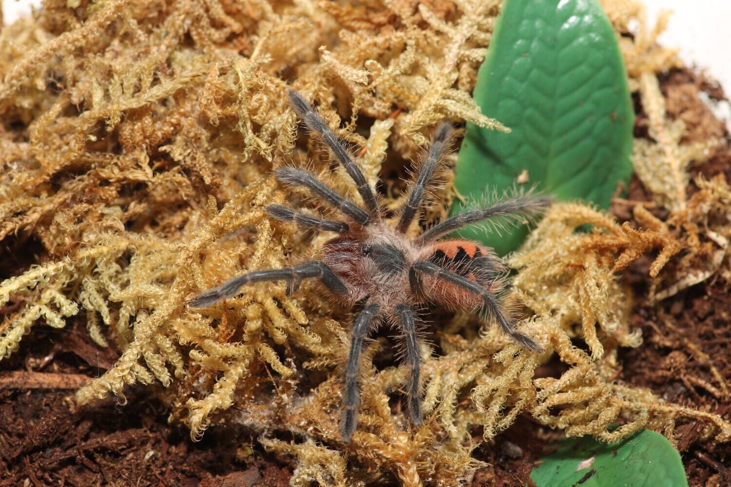 Pamphobeteus sp Mascara 1" Mascara bird eater