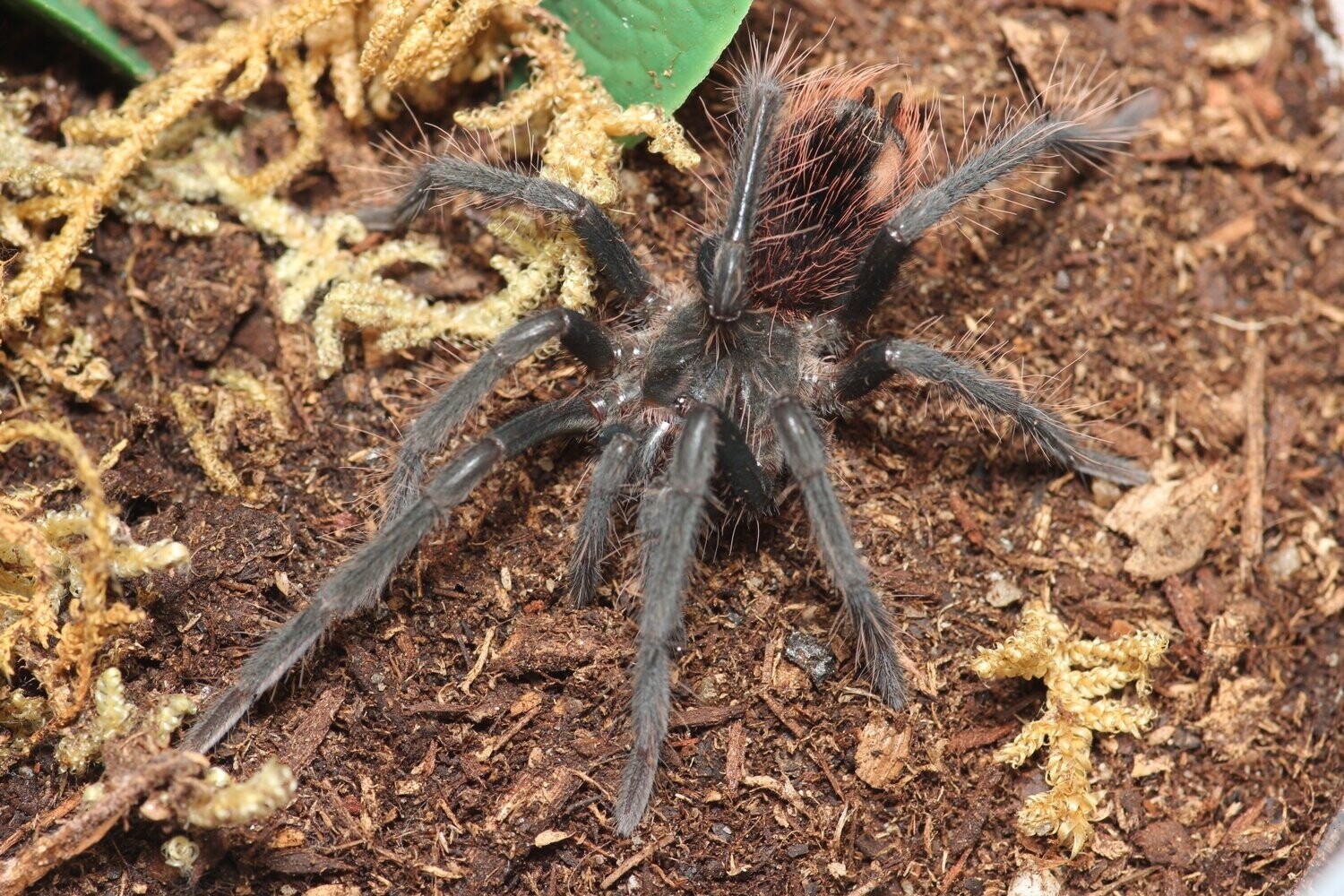 Xenesthis immanis 2" Columbian lesserblack