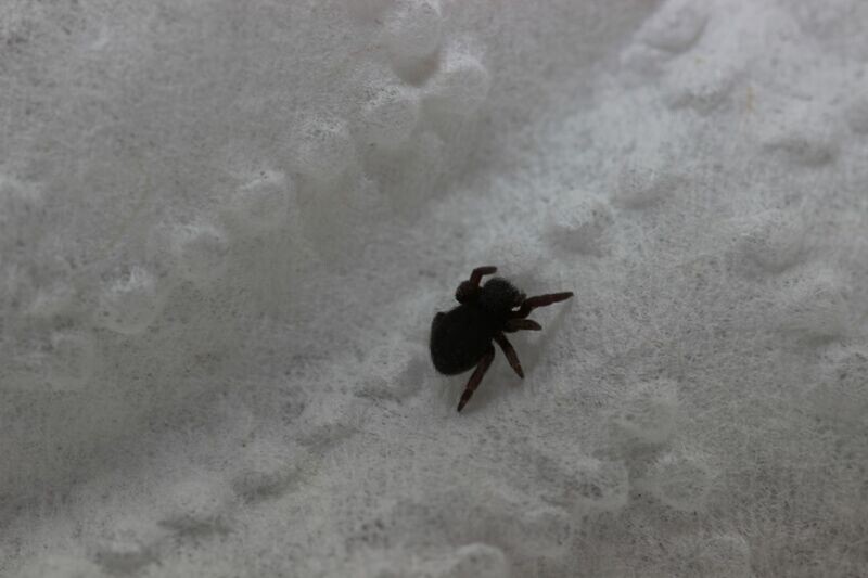 Eresus ruficapilus 1/8" Italian ladybird/velvet spider