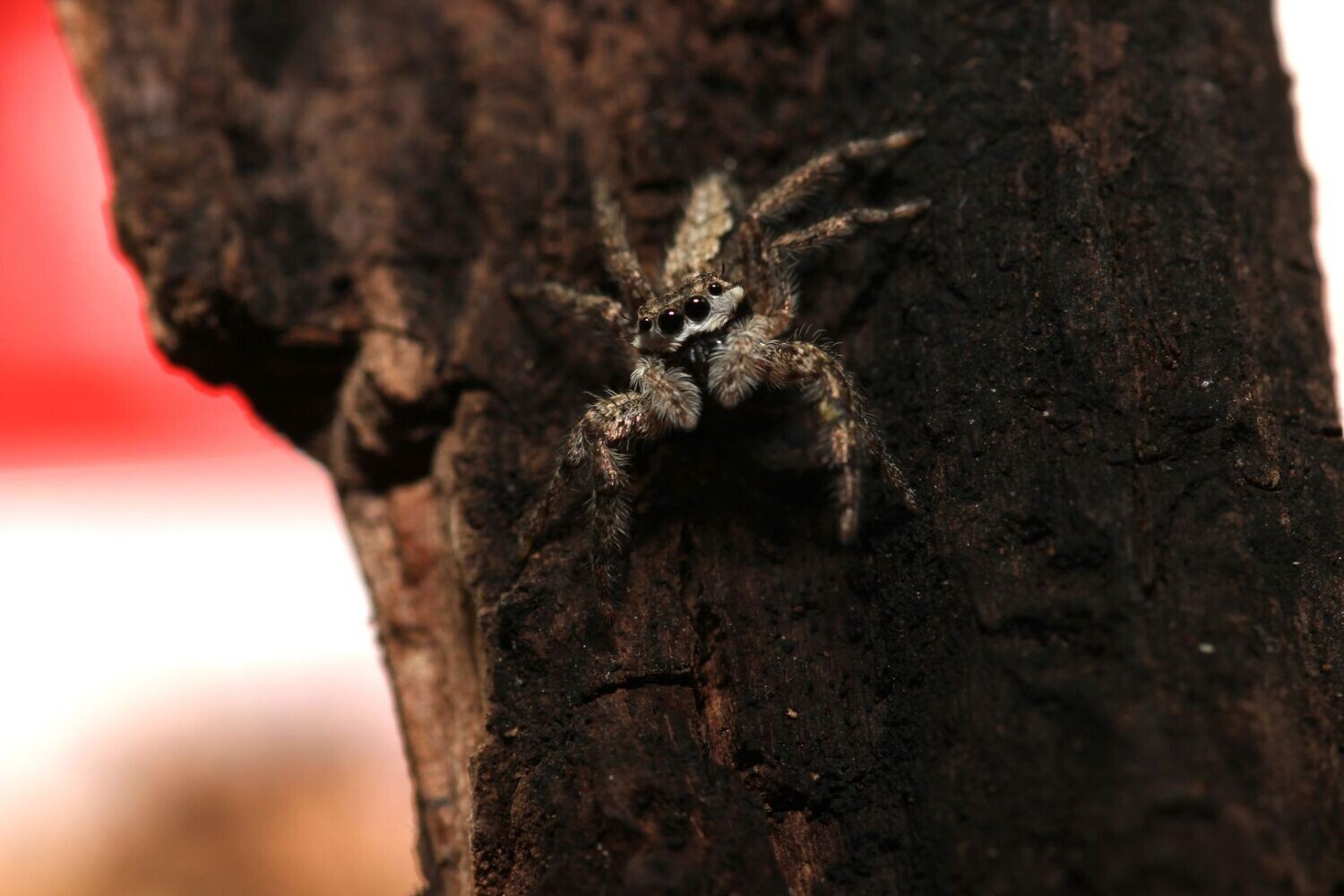 Platycryptus undatus 1/2" Tan jumping spider