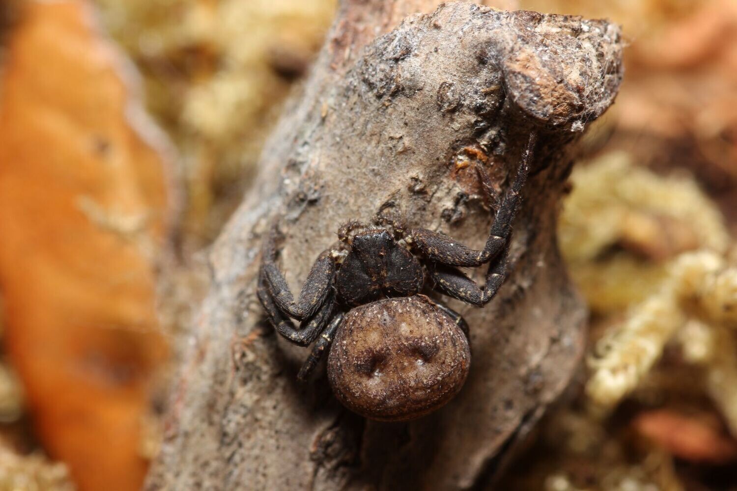 Coriarachne brunneipes 1/4" Black crab spider