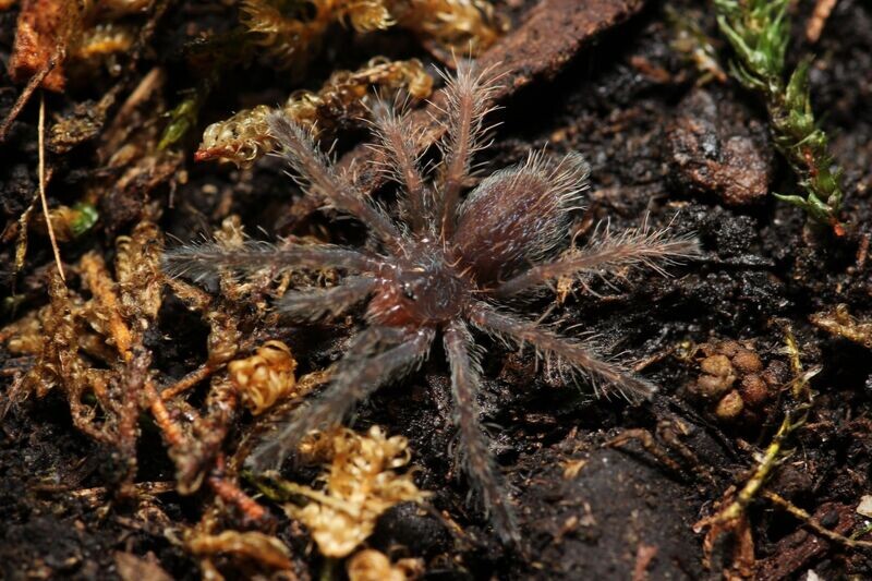 Dolichothele diamantinensis 1/2" Brazilian blue dwarf beauty
