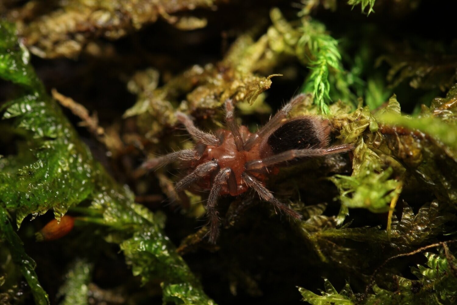 Bumba horrida 1/4" Brazilian red head