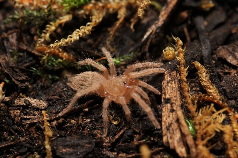 Nhandu tripepii 1/4" Brazilian giant blonde