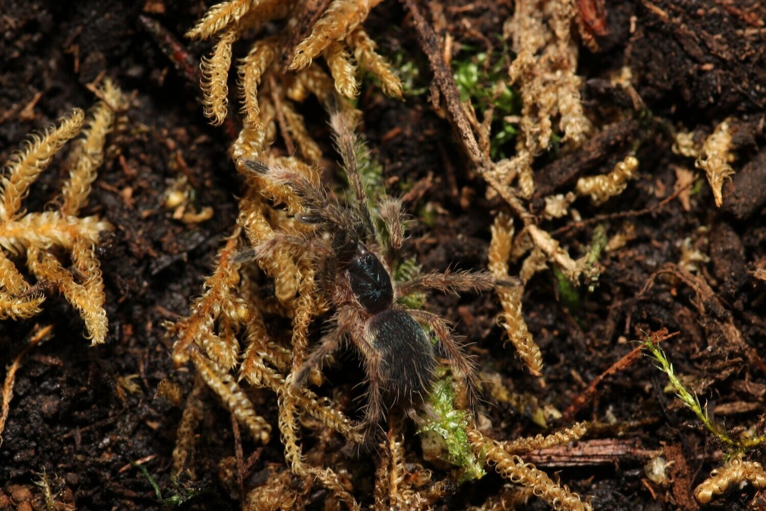 Neoholothele incei 'Olive' 1/2" Trinidad olive