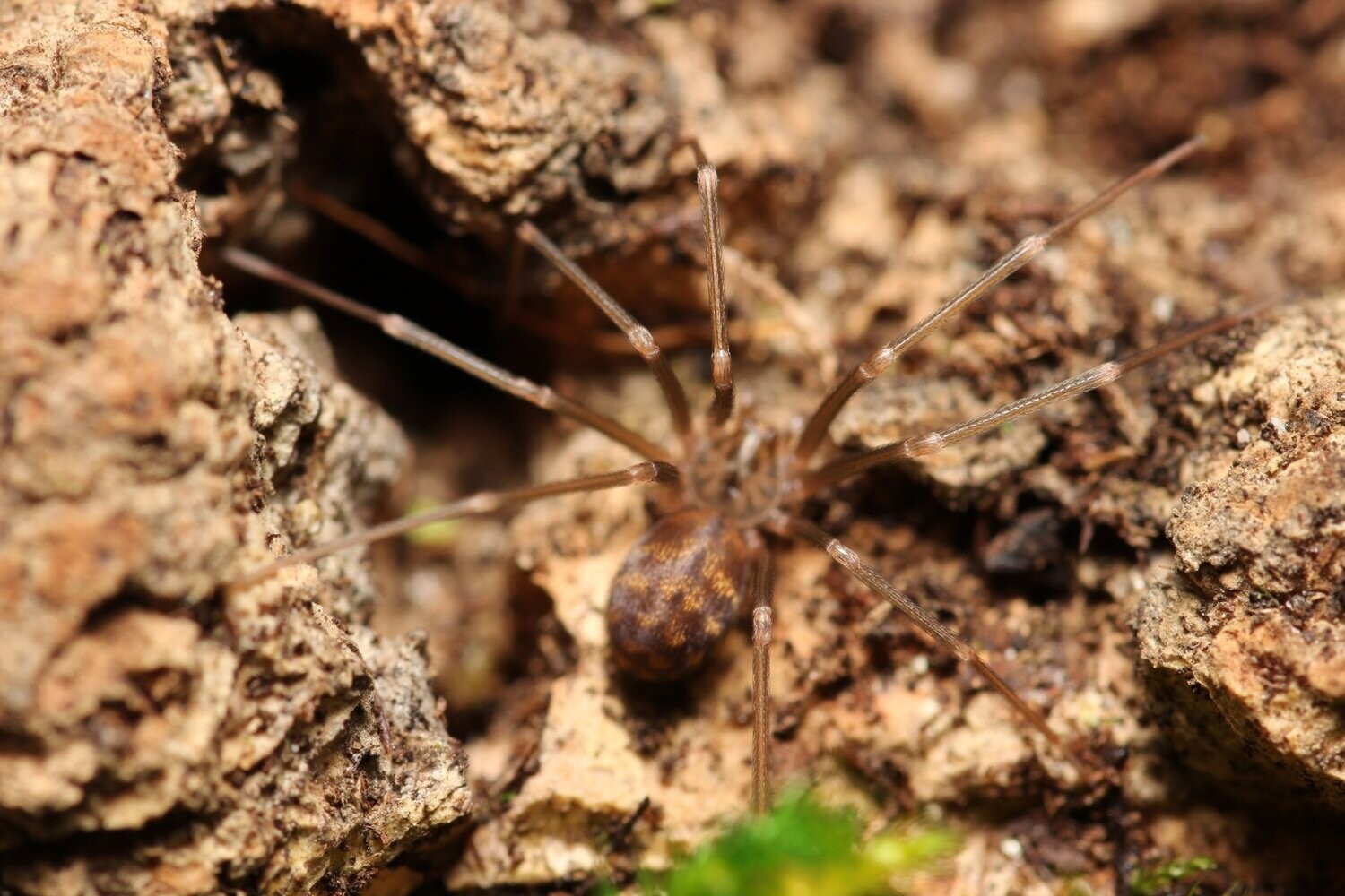 Loxosceles simillima 1/2" Namibian recluse