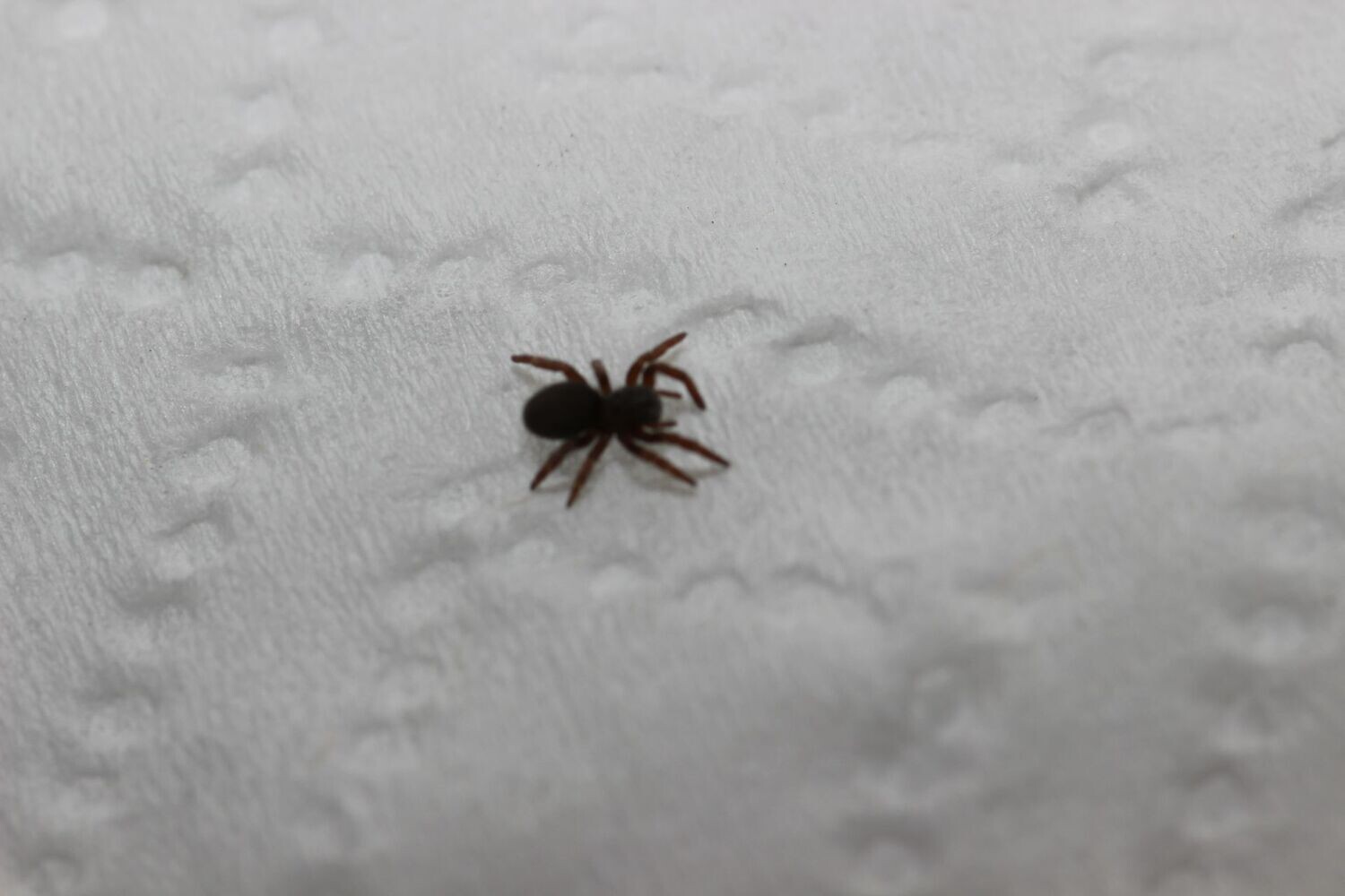 Eresus moravicus 1/8" Gold faced ladybird/velvet spider