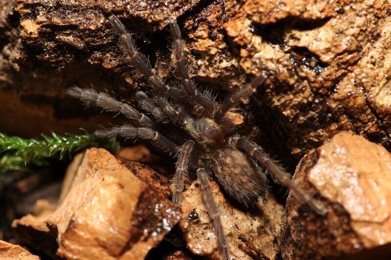 Heterothele villosella 1/4" Tanzanian chestnut dwarf