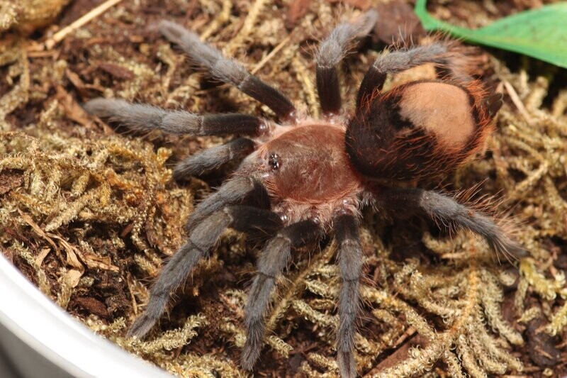 Tliltocatl vagans 1" Red rump
