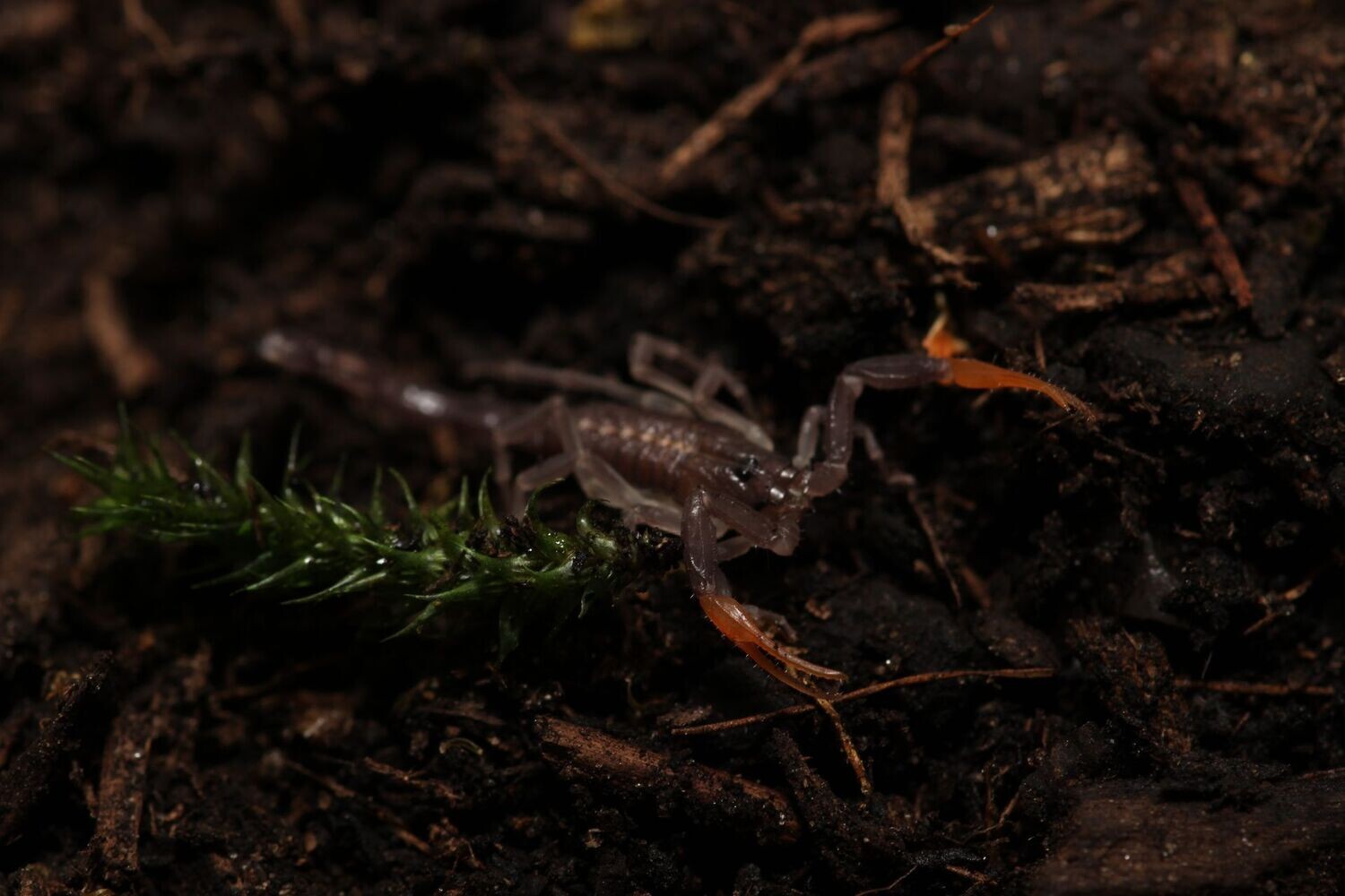Centruroides gracilis 4-5i Florida bark scorpion