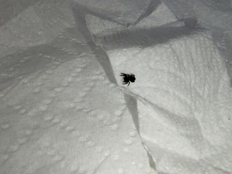 Eresus sp "balcanicus" 1/8" Orange faced ladybird/velvet spider