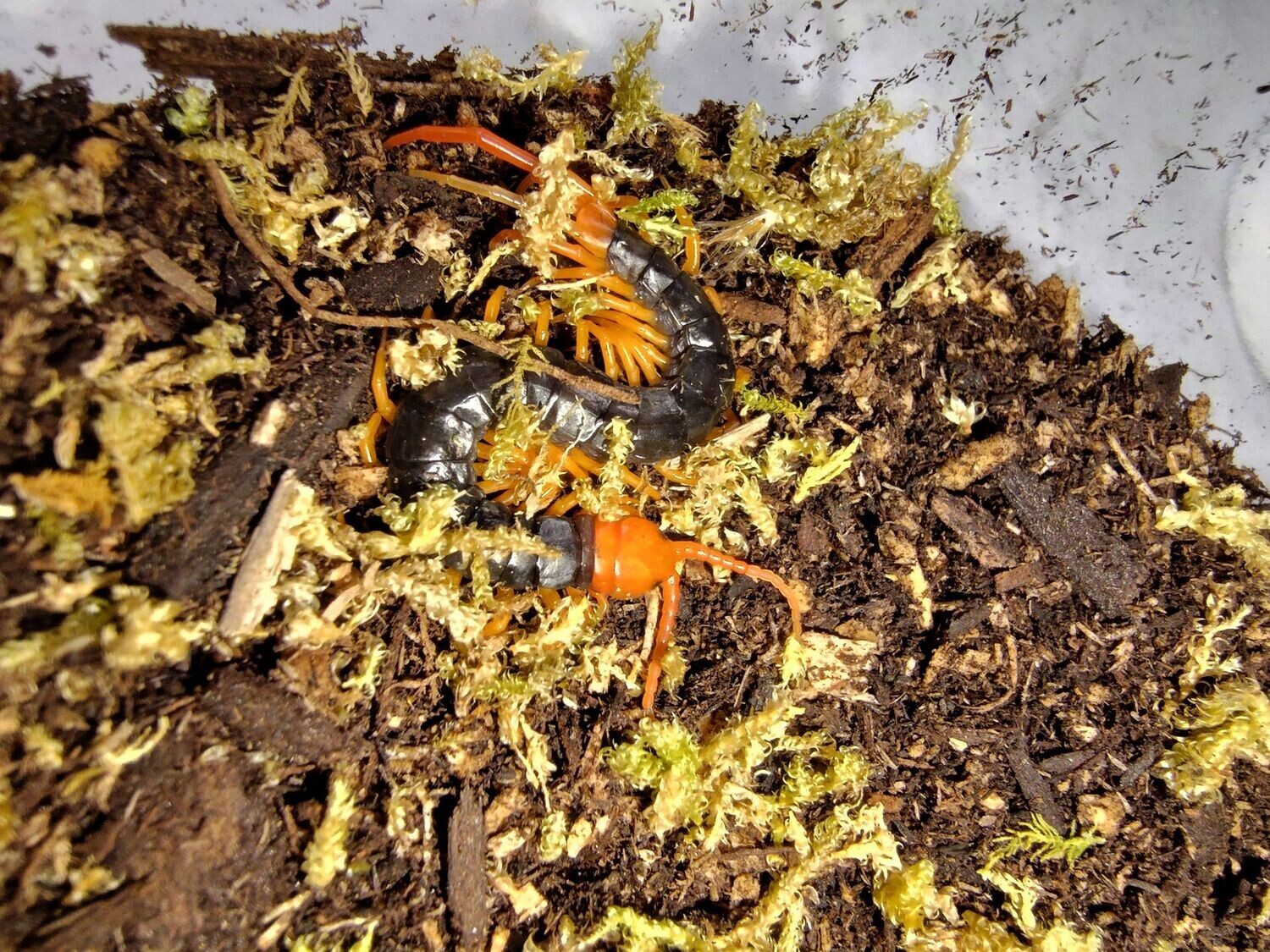 Scolopendra sp 'Flame legs' 2" Thailand flame leg