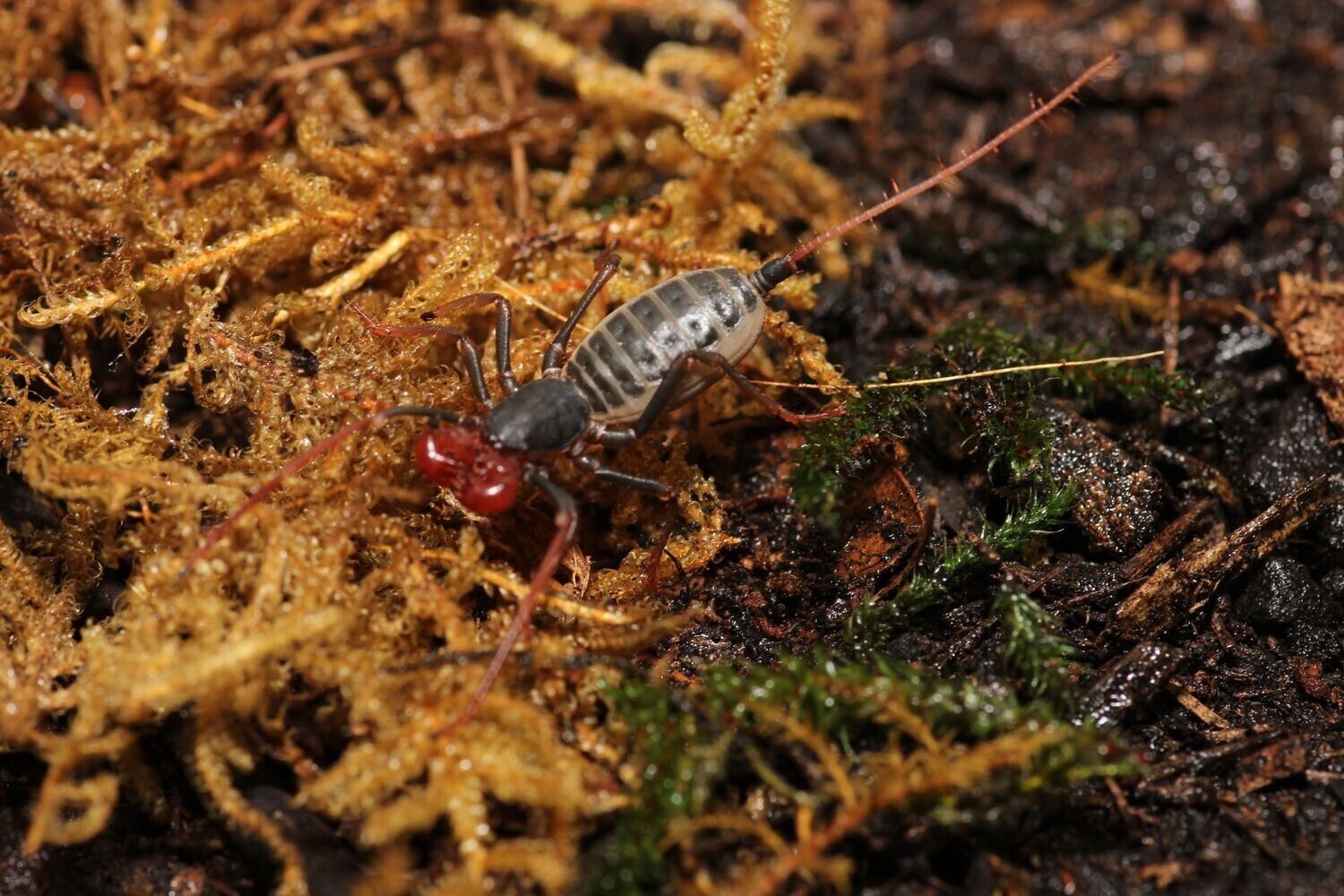 Mastigoproctus giganteus 1.5" Giant vinegaroon