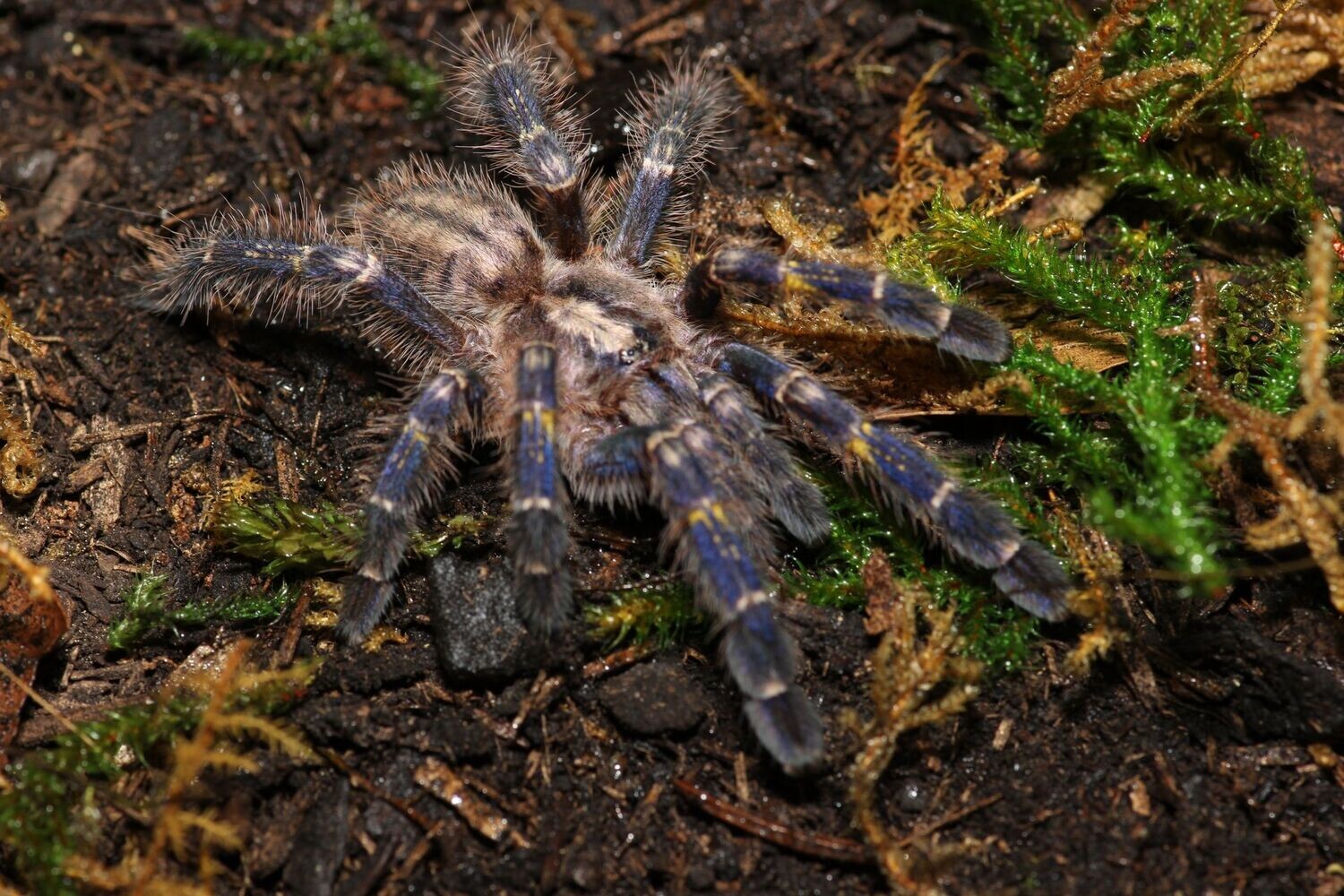 Poecilotheria metallica 3/4" Gooty sapphire ornamental
