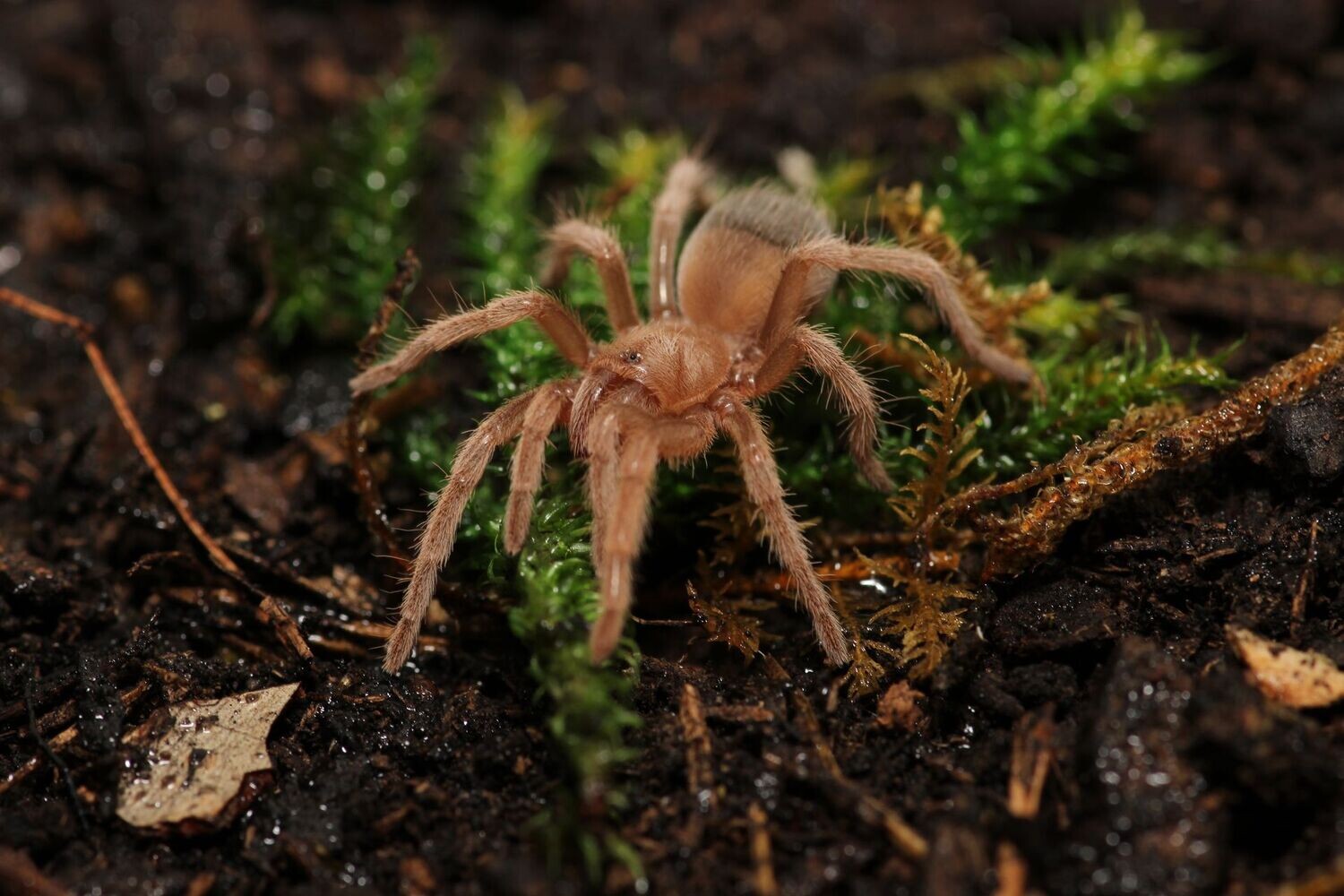 Aphonopelma sp 'Acapulco' 1" Acapulco flame rump