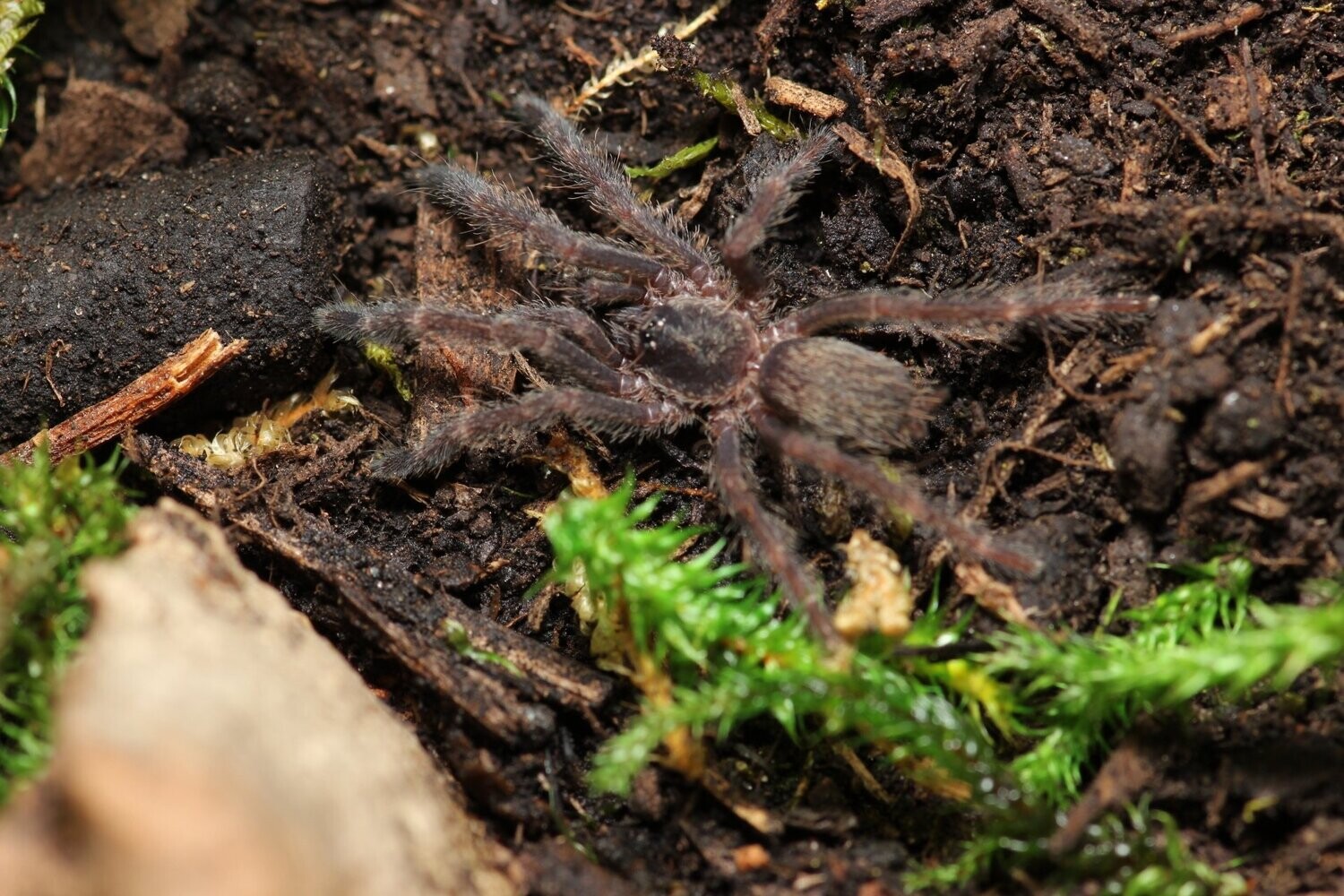 Tapinachenius plumipes 3/4" Mahogany tree spider