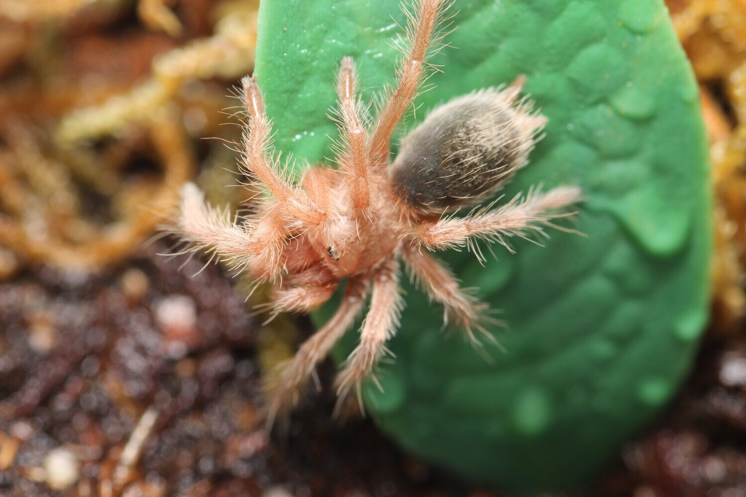 Grammostola rosea 1/2" Chilean rose hair