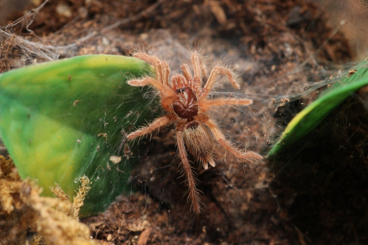 Neoholothele incei 'gold' 3/4" Trinidad gold