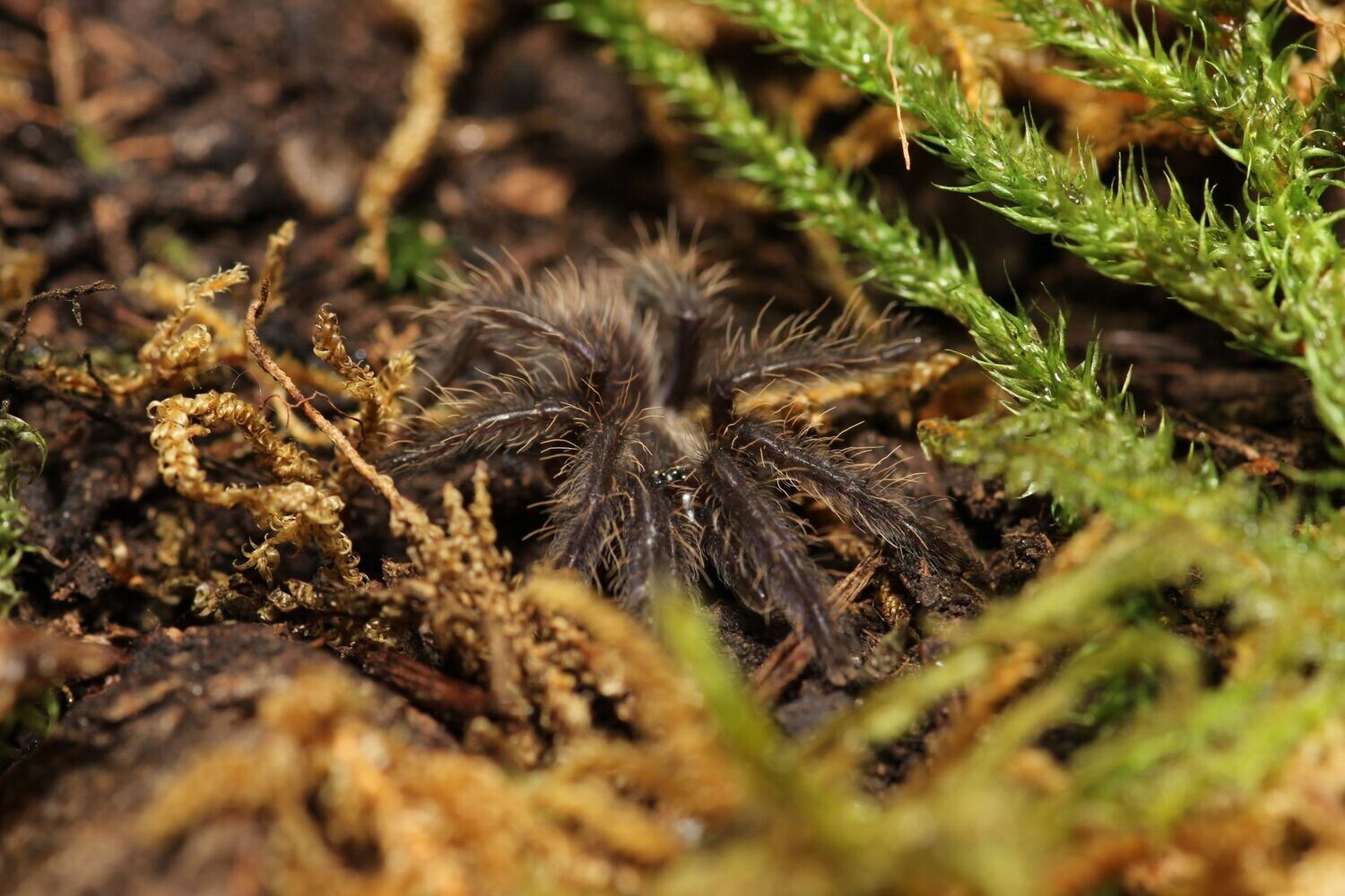 Ornithoctoninae sp 'Phan Cay Blue' 1.5+" Phan Cay earth tiger