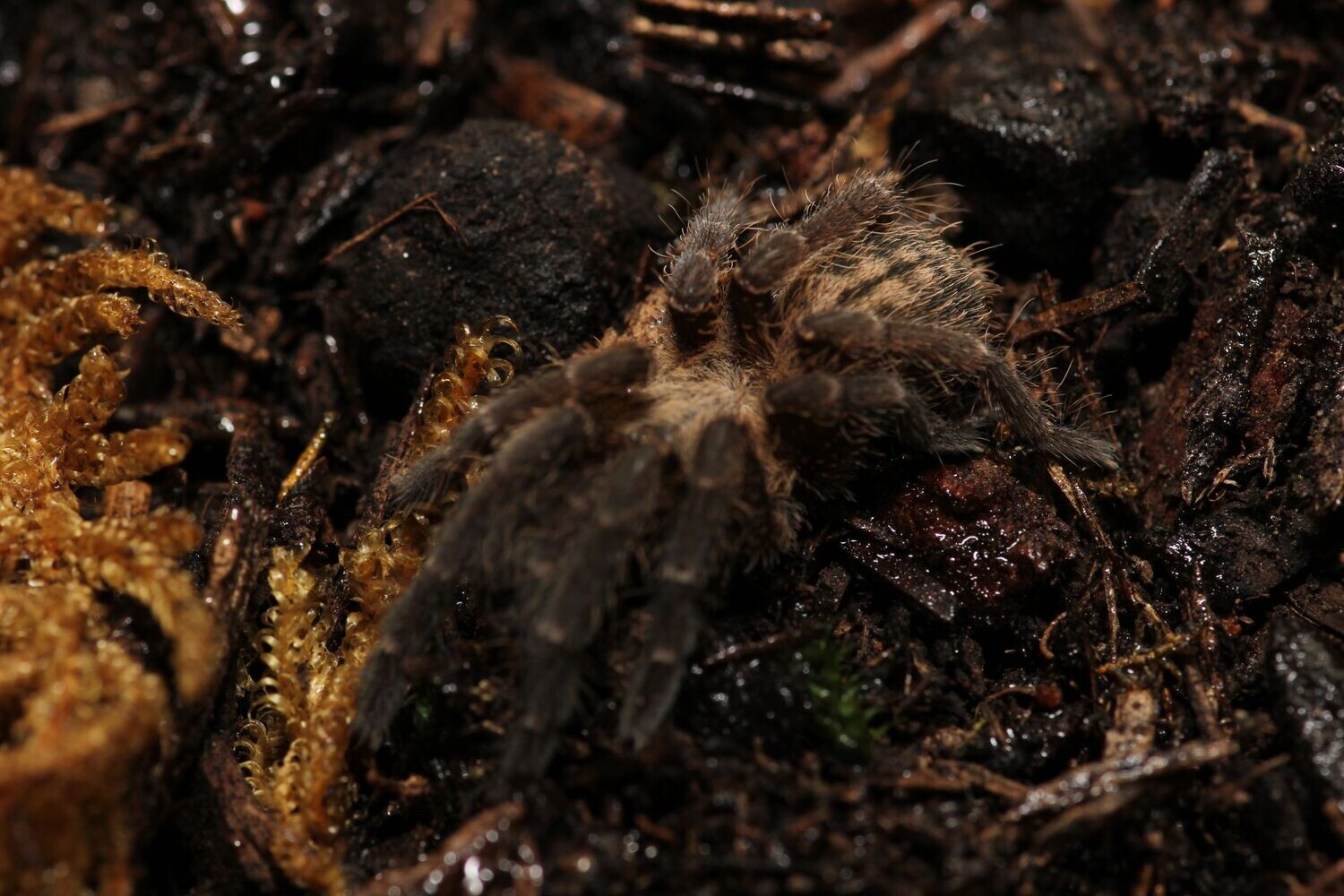 Cyriopagopus sp 'Bach Ma' 3/4" Bach Ma earth tiger