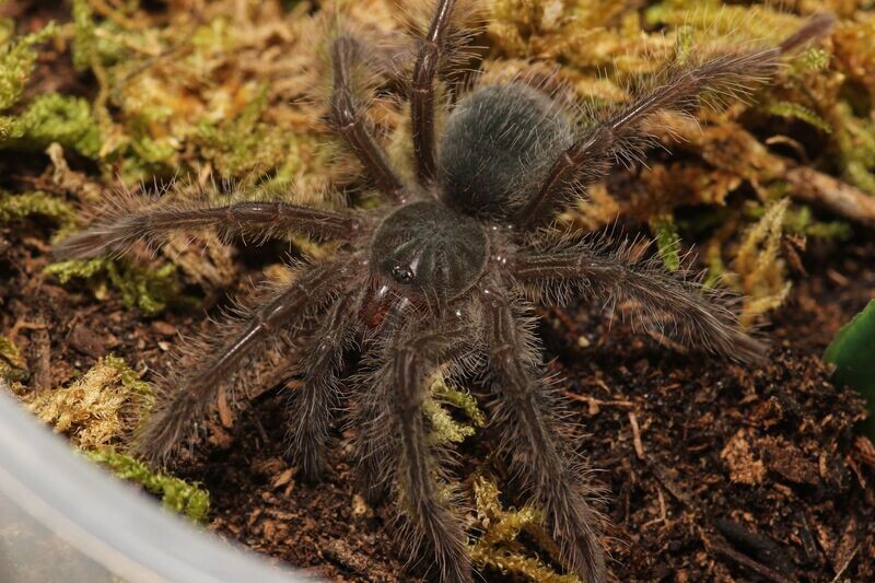 Theraphosa blondi 1.5" Goliath birdeater