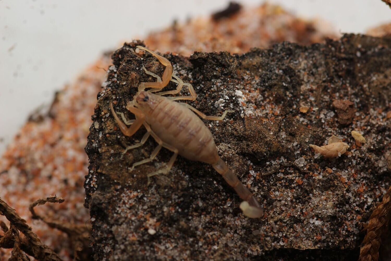 Androctonus baluchicus 'dark' 3i Pakistan black