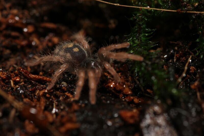 Hapalopus vangoghi 1/4" Speckled patch