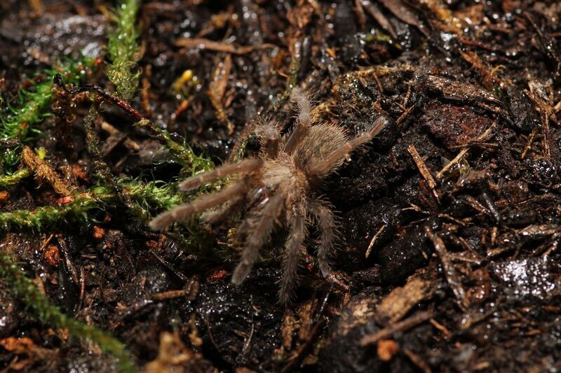 Ornithoctoninae sp Hai Bia  1.5" Hai Bia earthtiger