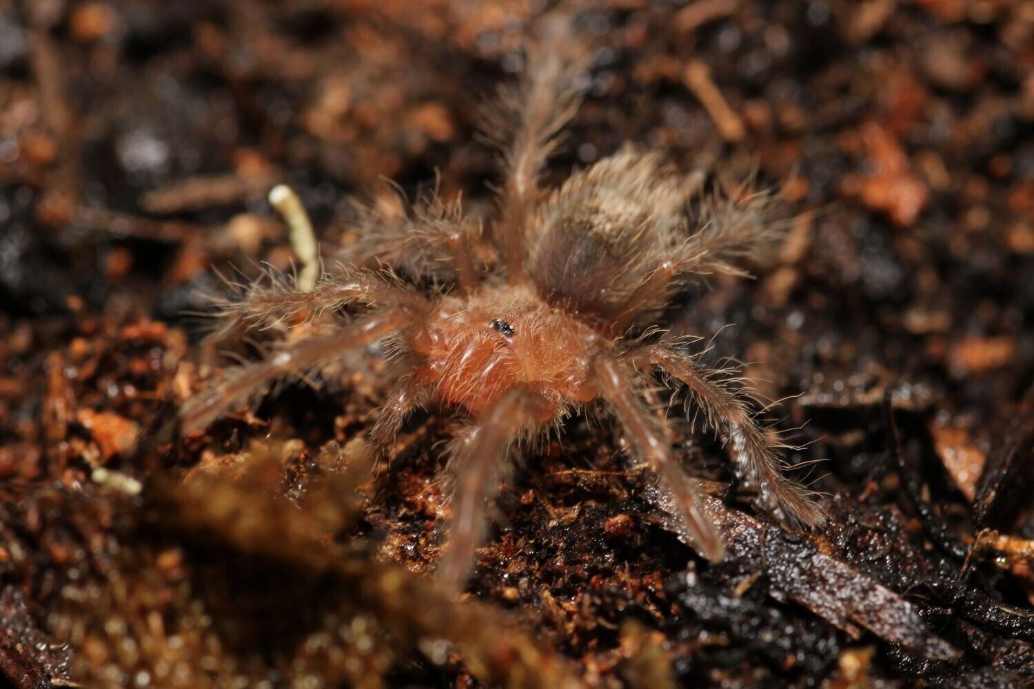 Grammostola grossa 1/2" Guarani giant