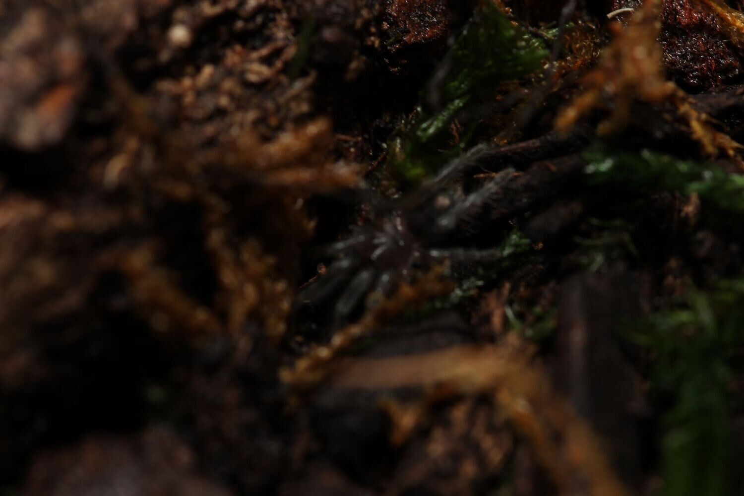 Hapalotremus hanqheswa 1/2" High valley blue