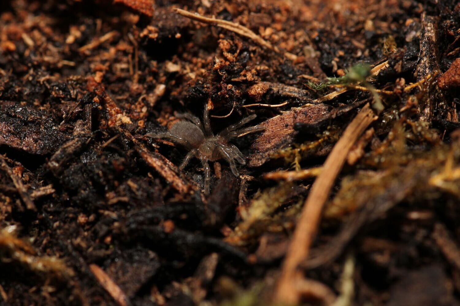 Bistriopelma lamasi 1/4" Andes flame