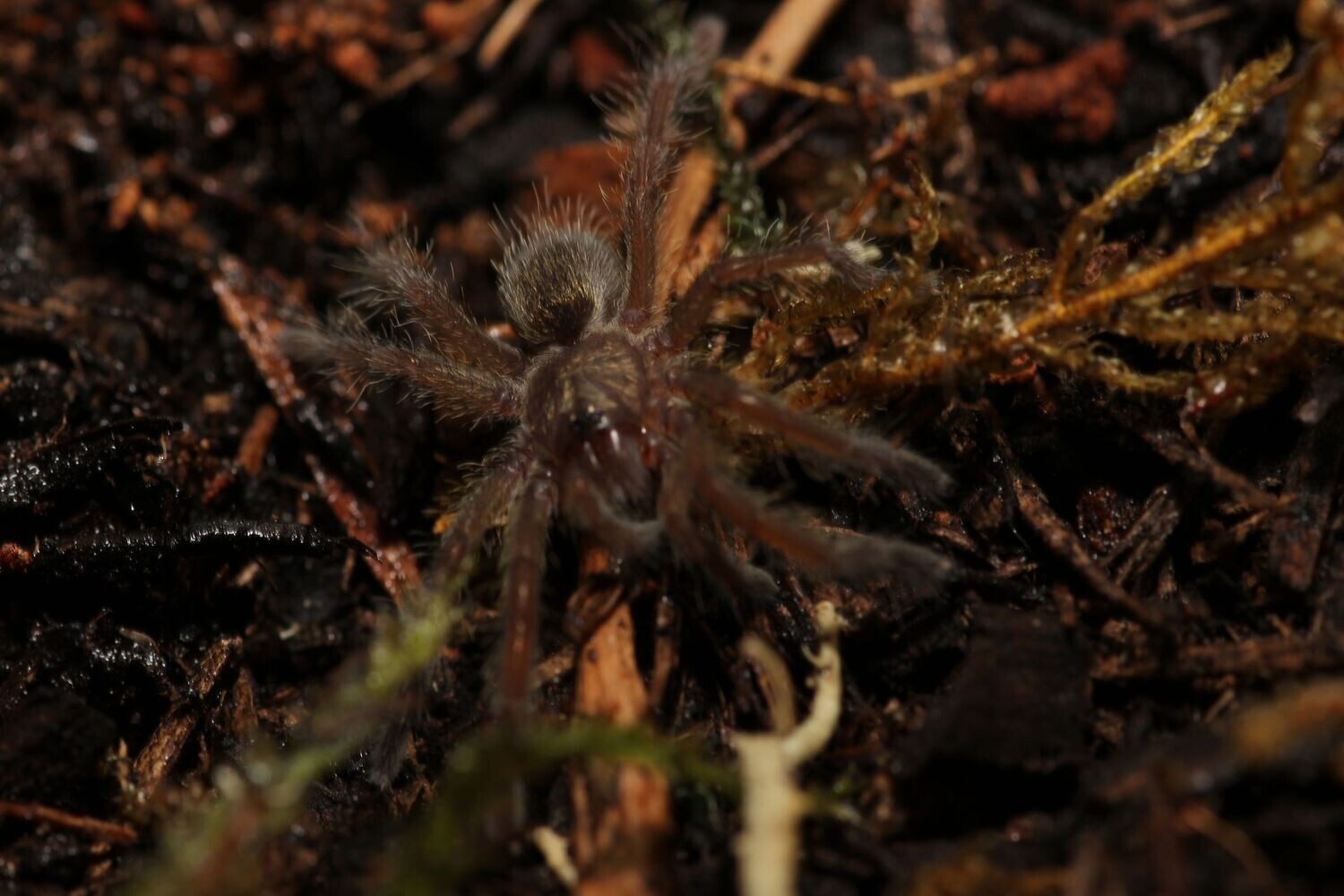 Harpactira baviana 3/4" Purcells baboon