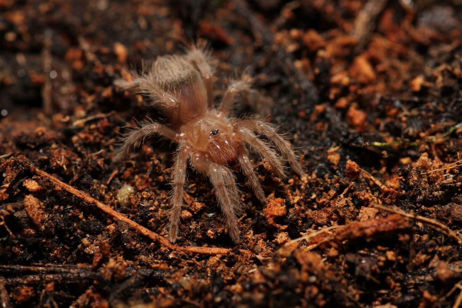 Aphonopelma sp 'Jalisco 3/4"
