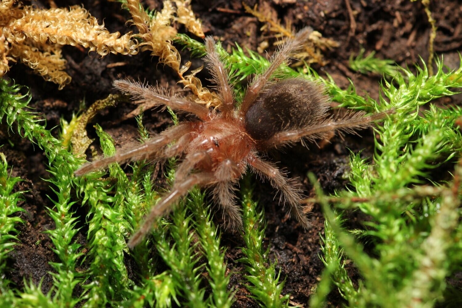 Grammostola pulchra 3/4" Brazillian black