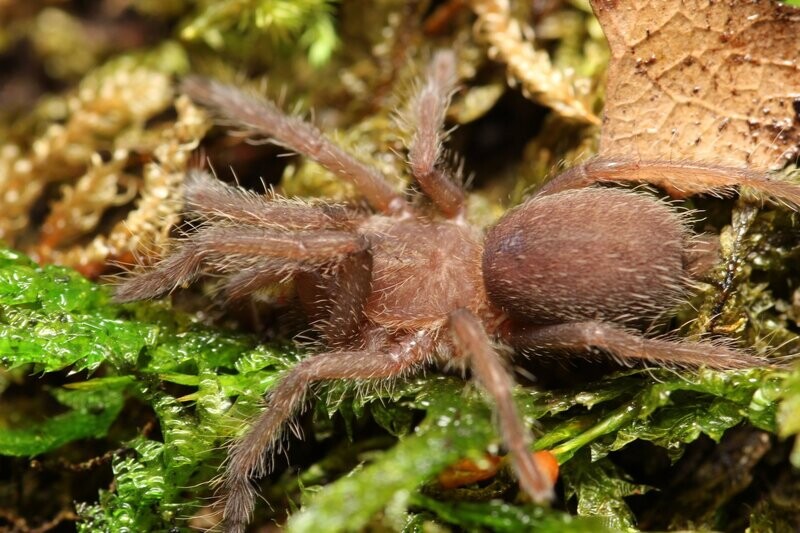 Chilobrachys sp 'Kaeng Krachen' 1/2" Dark earth tiger