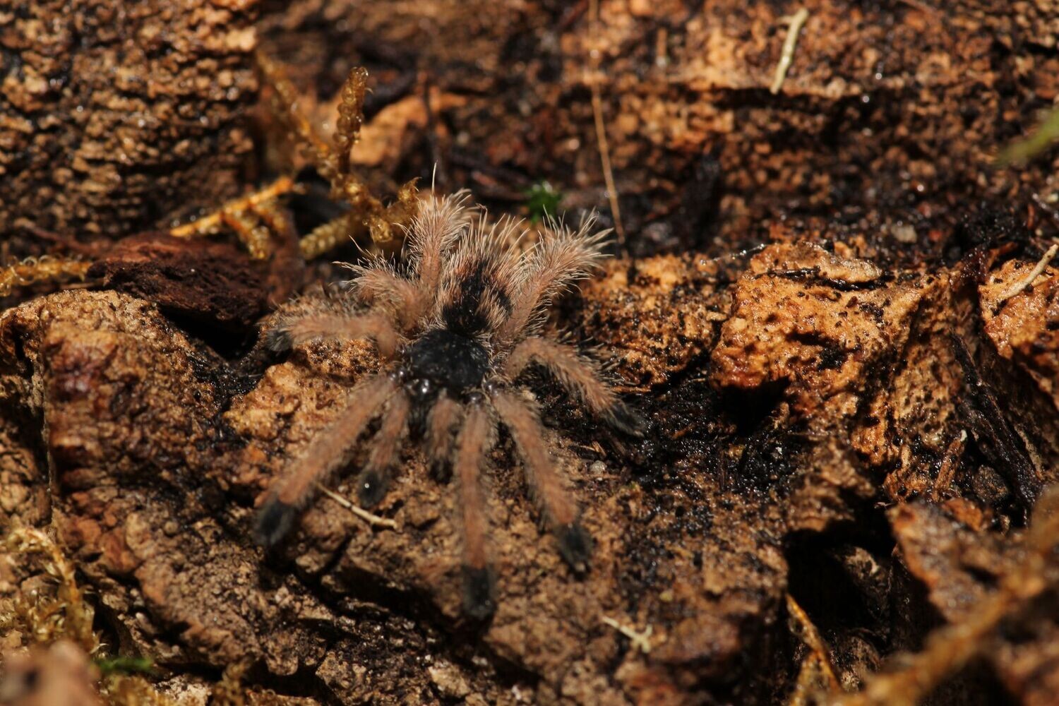 Avicularia c.f. rufa 3/4-1" Peru