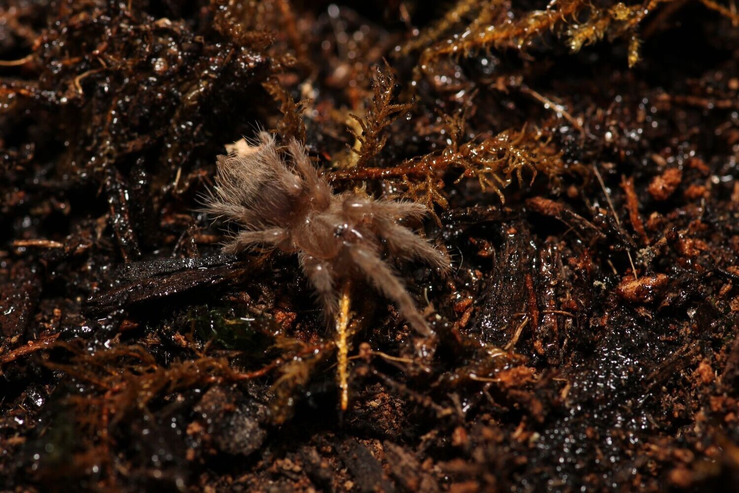 Aphonopelma sp 'Puebla' 3/4" Pueblan highland