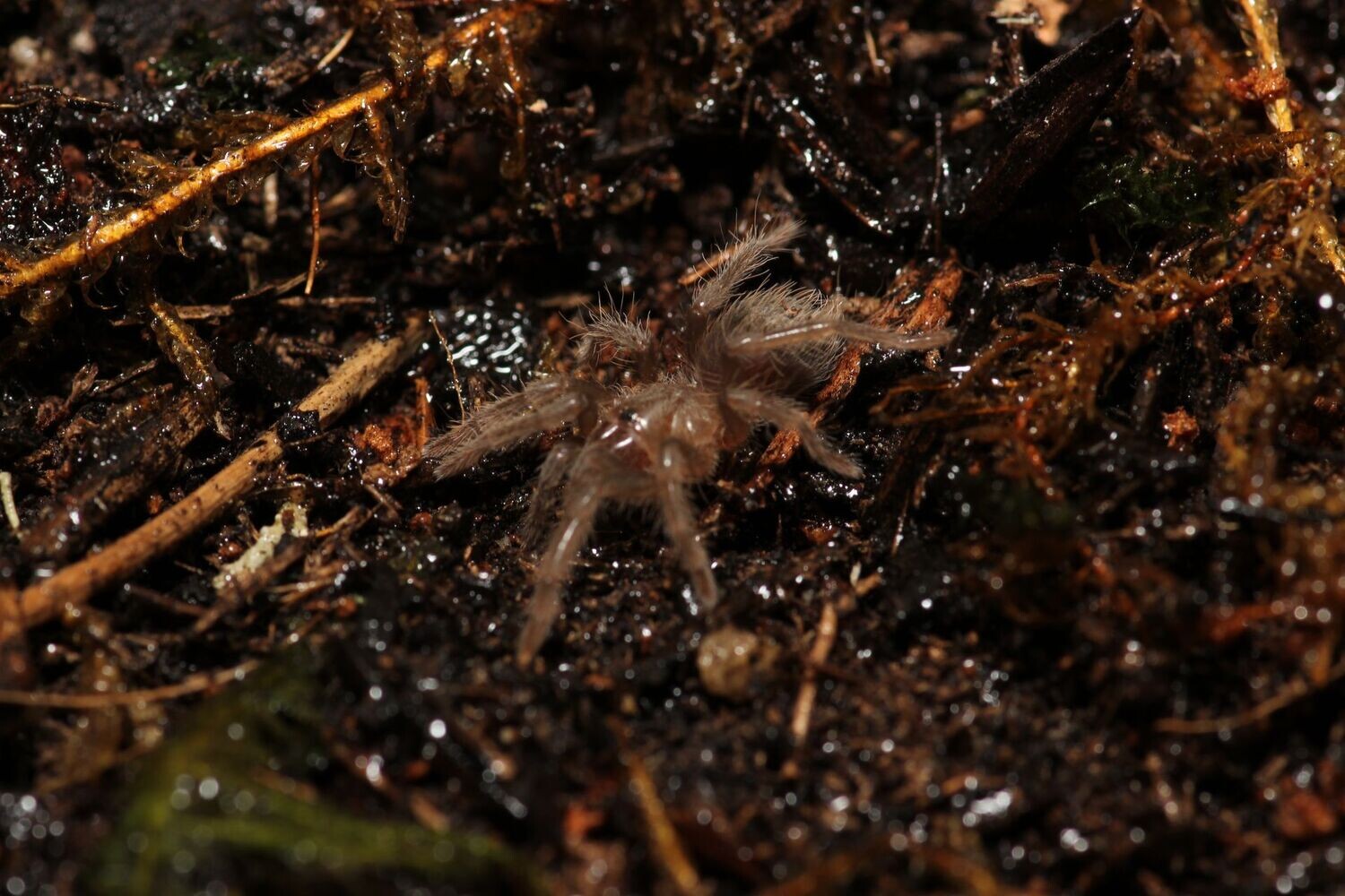 Aphonopelma sp 'Encinos' 1/2" Encinos amber