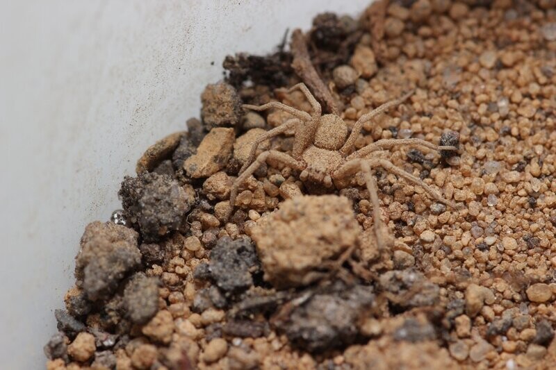 Sicarius thomisoides 1/2 Six eyed sand spider