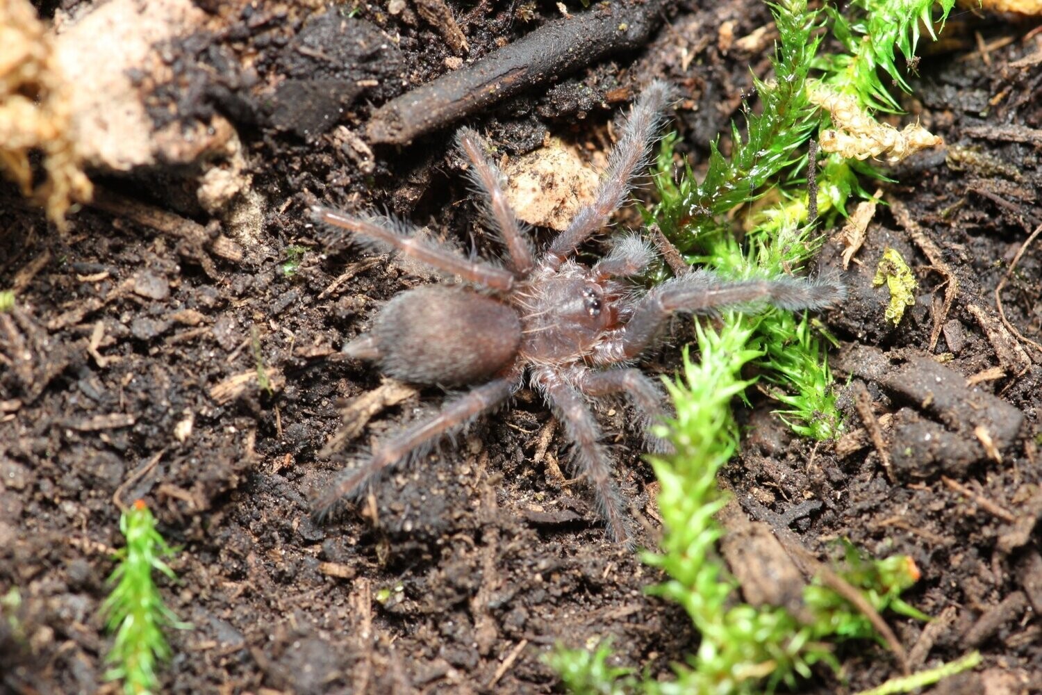 Tapinauchenius polybotes 1/2" St Lucia giant tappy
