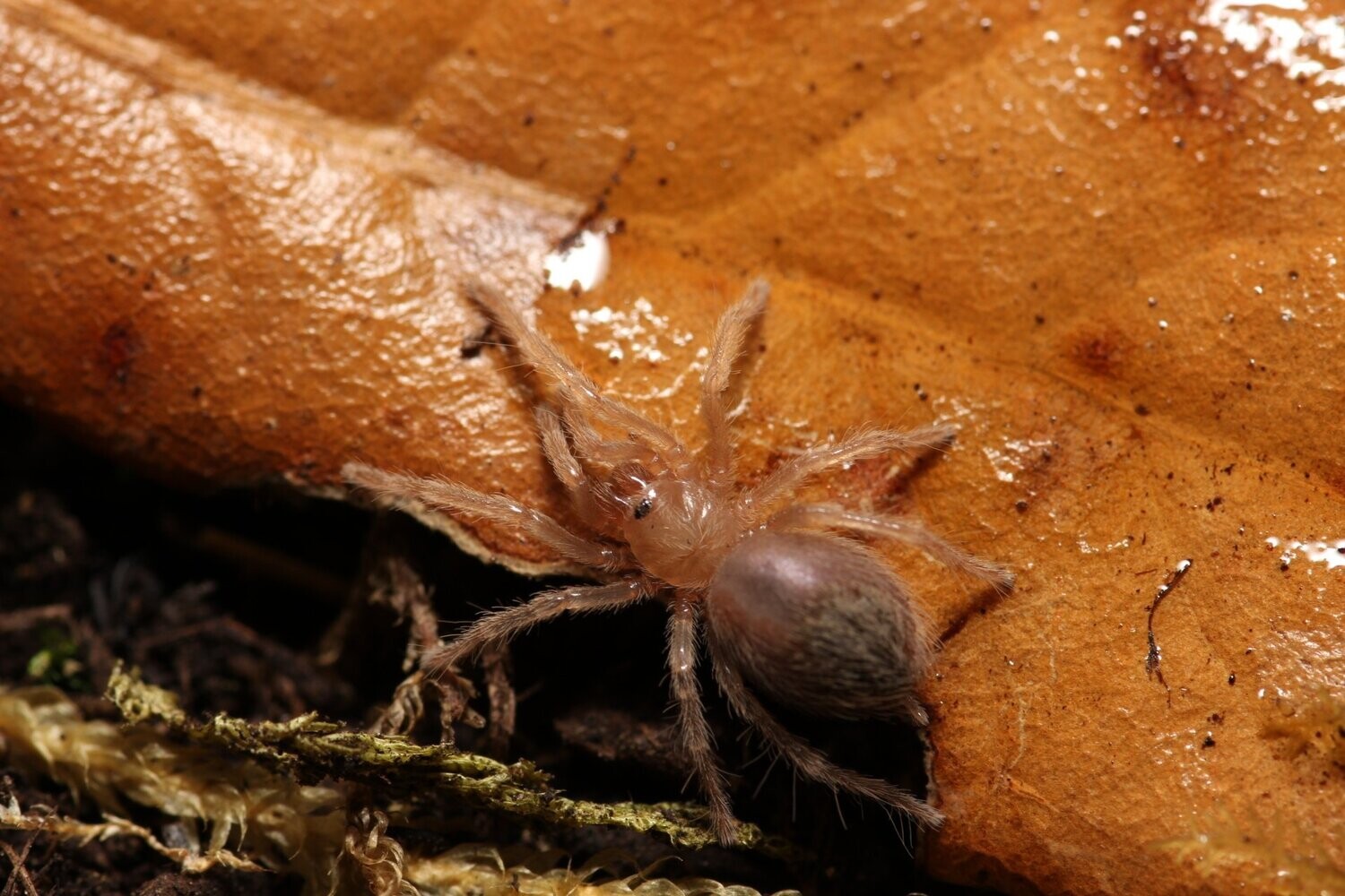 Brachypelma hamorii 1/2" Mexican redknee