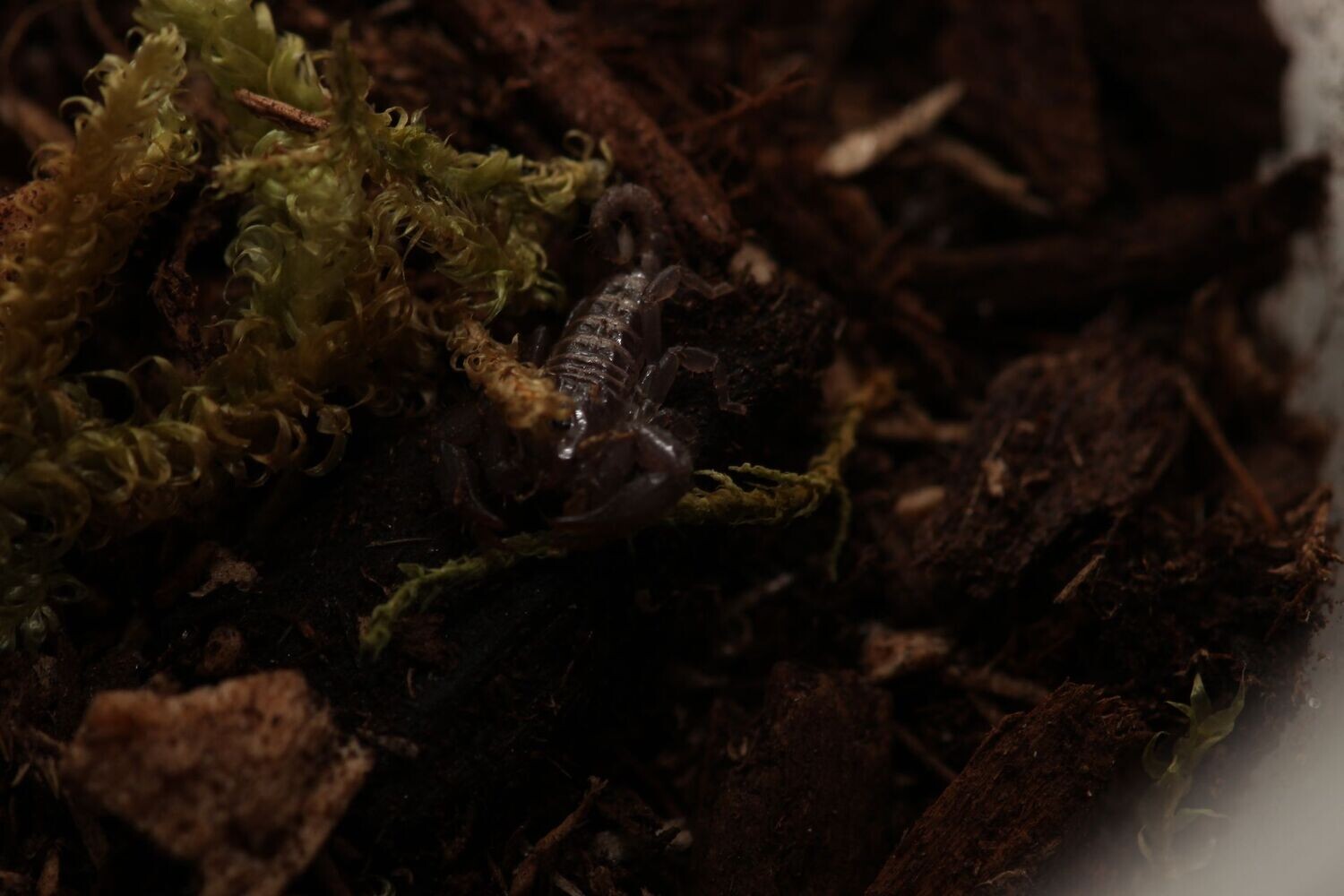 Liocheles australasie 1/4" Dwarf wood