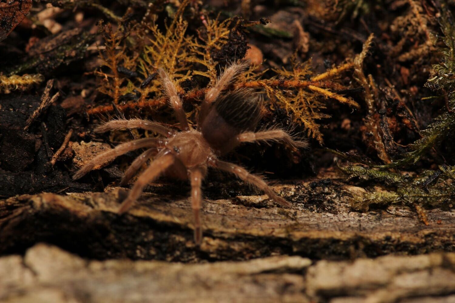 Brachypelma boehmei 1"+ Mexican fire leg