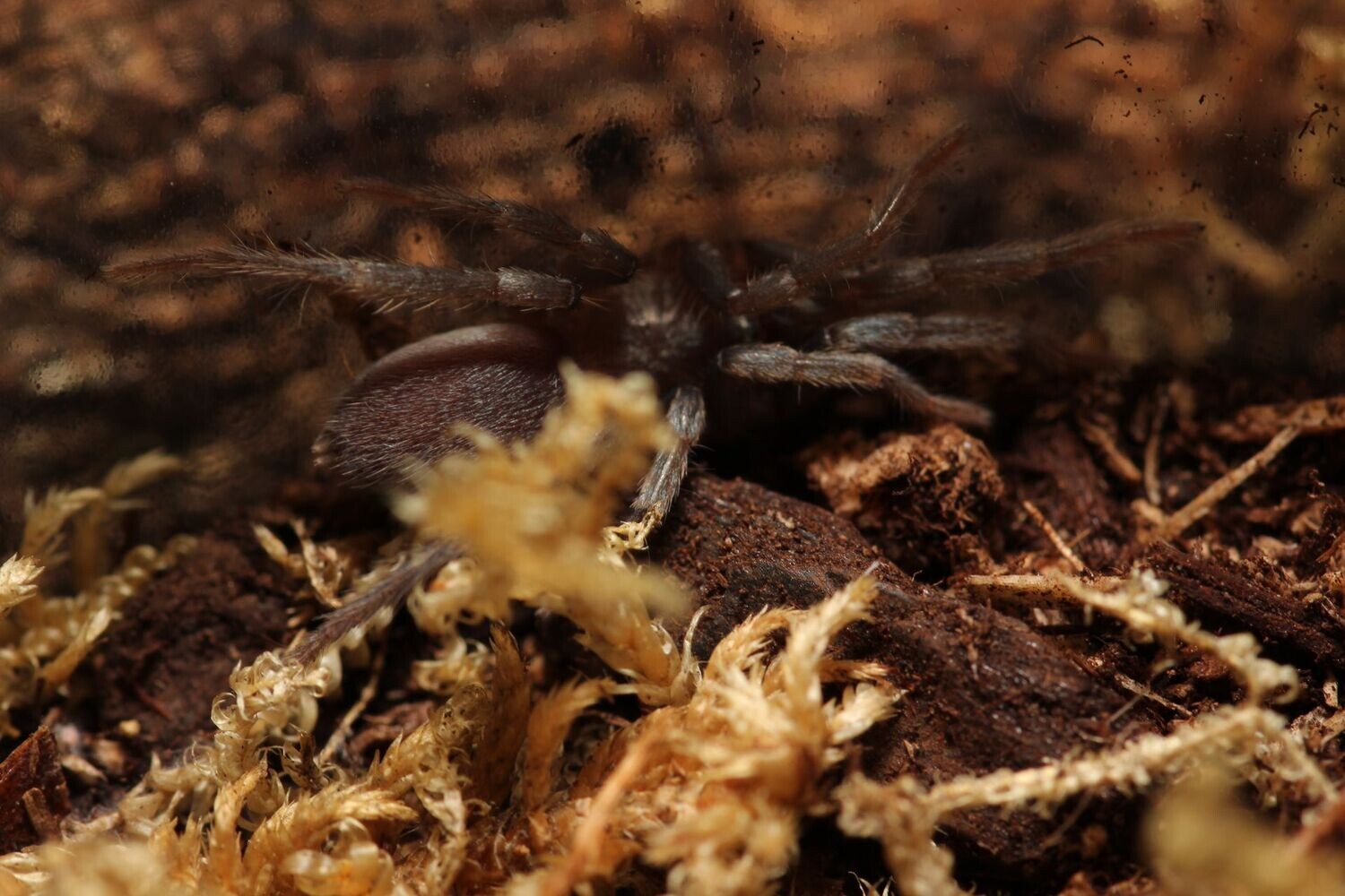 Holothele sp Dominan Republic 1/2"